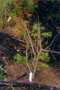 Huon Pine at Picton River