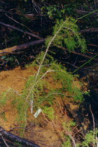 Huon Pine at Picton River