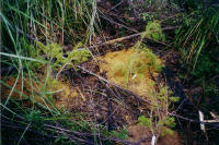 Huon Pine at Picton River