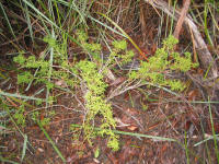 Huon Pine planted at Picton River