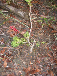 Huon Pine planted at Picton River