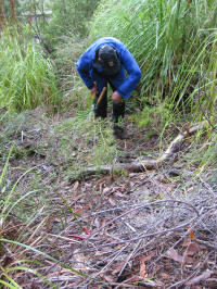 Planting Huon Pine at Picton River