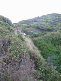 Creek gully from shore