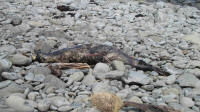 Seal carcass