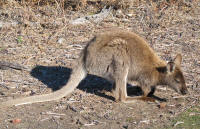 Forester kangaroo