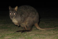 Pademelon