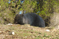 Wombat