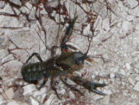 Astacopsis tricornis