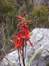 Blandfordia punicea (Christmas bells)