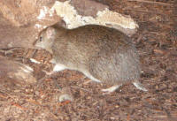 Southern brown bandicoot