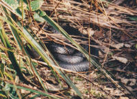 Tiger snake on track