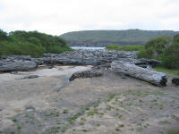 Tree trunks washed up at Pieman Heads