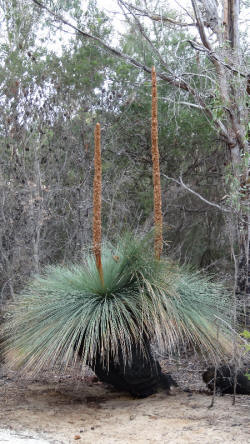 Grasstree at Patriarchs Inlet