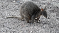 Pademelon at Trousers Point