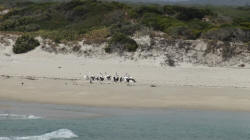 Pelicans at North-East River