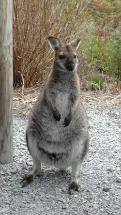 Bennetts Wallaby at Pennys Lagoon