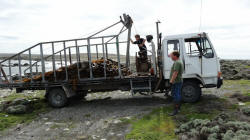 Loading Bull Kelp Stokes Point