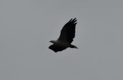 Sea Eagle Yellow Rock Beach