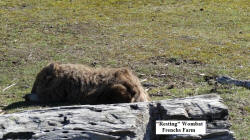 'Sleeping' Wombat