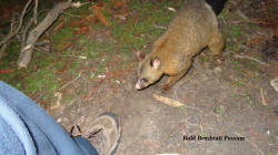 Bold Brushtail Possum