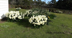 Daffodils at Frenchs Farm