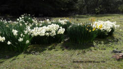 Daffodils at Old House Site