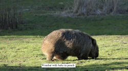 Wombat with Baby in Pouch