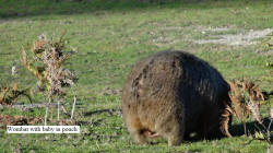 Wombat with Baby in Pouch