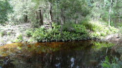 Minnow River Ferns