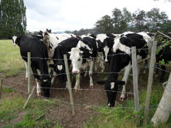 Friendly Cattle