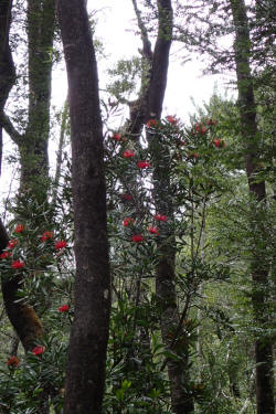 Tasmanian Waratah in Flower