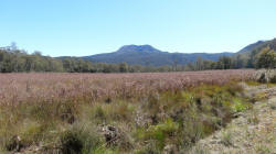 Wildflowers on the Lyell Highway