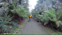 Heading up through Forest