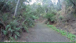 Forest Incline