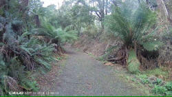 Forest Ferns