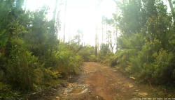 Ferns on White Timber Trail