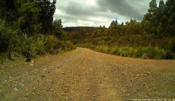 Echidna on Stubbs Link Road