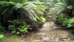 Ferns on Boney Road