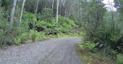 Ferns on Stubbs Link Road