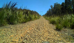 Looking Back Under Power Lines