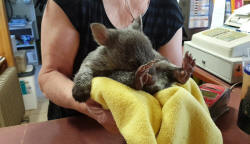 Orphaned Baby Wombat