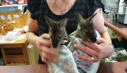 Orphaned Joeys