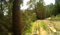 Ruts on Jefferys Track