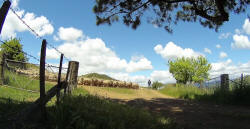 Sheep on Road at Glen Dhu Ouse