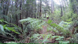 Track to Florentine River Camp