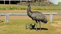 Emus at Donnelly Mill