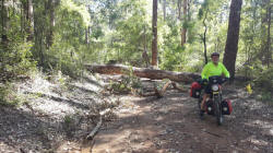 Another Fallen Tree