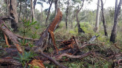 Fallen Tree