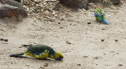 Green Rosella and Eastern Rosella