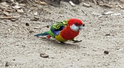 Eastern Rosella